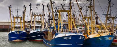 MSC CoC w sektorze rybołówstwa i przetwórstwa rybnego